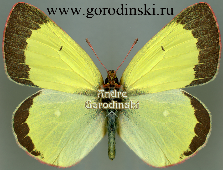http://www.gorodinski.ru/pieridae/Colias palaeno orientalis.jpg